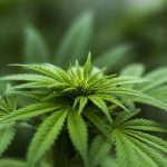 Pierwsze legalne zbiory marihuany w Niemczech dopiero w roku 2020
