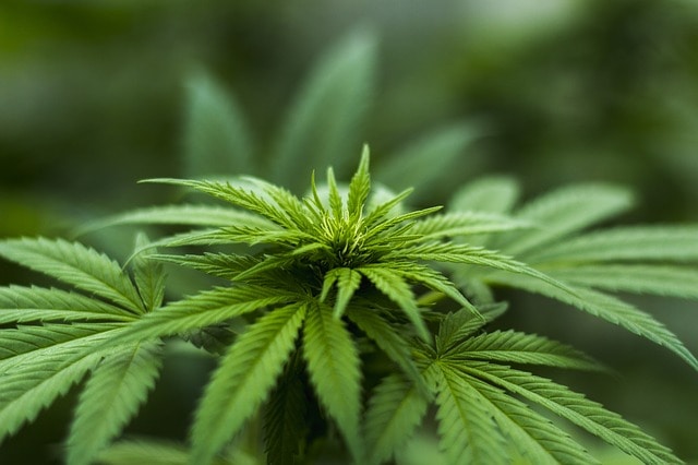 Pierwsze legalne zbiory marihuany w Niemczech dopiero w roku 2020