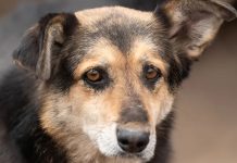 Niemcy: Pies wyrzucony do kontenera na śmieci. Opiekunowie schroniska dla zwierząt w szoku