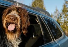 Niemcy: Przewożenie psa w samochodzie – Czy zapinanie pasów bezpieczeństwa jest obowiązkowe?