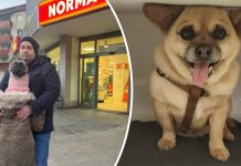 Pies Polaków porwany przed niemieckim supermarketem i pobity na śmierć!