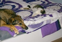 Niemcy: Schroniska dla zwierząt są zagrożone z powodu braku funduszy