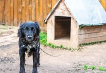 Niemcy: Planowane są bardziej rygorystyczne przepisy dla właścicieli psów