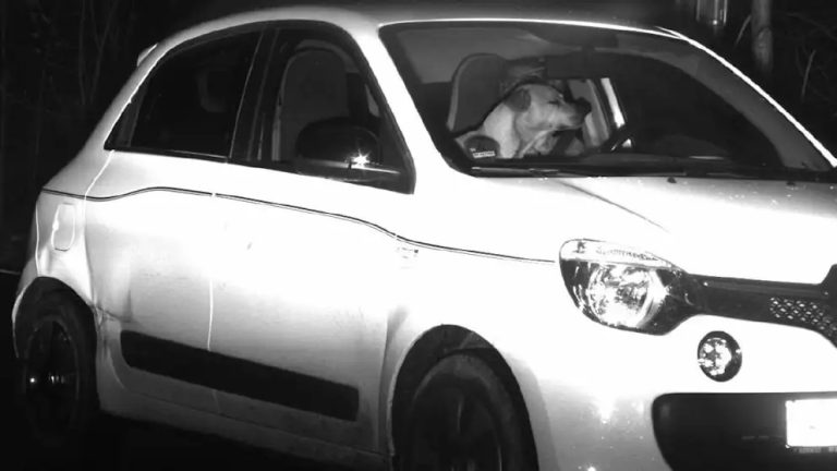 Niemcy: Pies uratował swojego właściciela przed mandatem za zbyt szybką jazdę