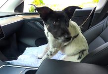 Niemcy: Skrajna nieodpowiedzialność – pies cierpiał w zamkniętym samochodzie przy 30-stopniowym upale