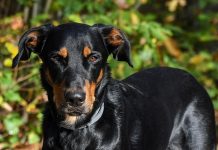 Schwarz-Hunde, czyli podatkowa krucjata w Niemczech