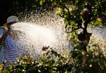 Niemcy: Zakaz podlewania ogrodów w Saksonii-Anhalt z powodu suszy. Grożą kary do 50 000 euro