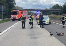 Autostrada A671 całkowicie zablokowana – Policja i straż pożarna eskortowały kaczki przez autostradę pod Wiesbaden