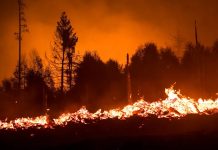 Katastrofalny pożar lasu w Niemczech: stan wyjątkowy w Turyngii