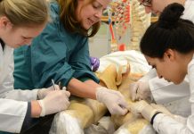 Przekazanie ciała na cele naukowe: oto jak to funkcjonuje w Niemczech!