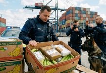 Rekordowy przemyt w Hamburgu: 1,6 tony kokainy o wartości 30 mln euro ukryte w bananach!