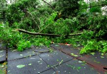 Niemcy zmagają się z potężnym orkanem „Joshua”. Powalone drzewa, zalane promenady i zakłócenia w ruchu kolejowym
