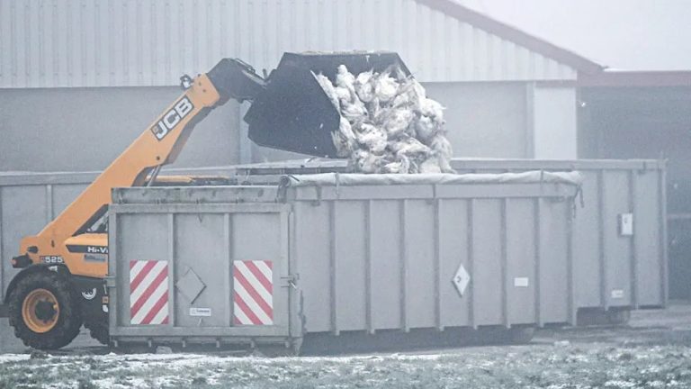 W Badenii-Wirtembergii wybuchła ptasia grypa: Władze zabijają 50 000 indyków