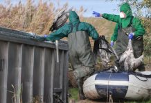 Niemcy walczą z ptasią grypą — czy jest się czego obawiać?