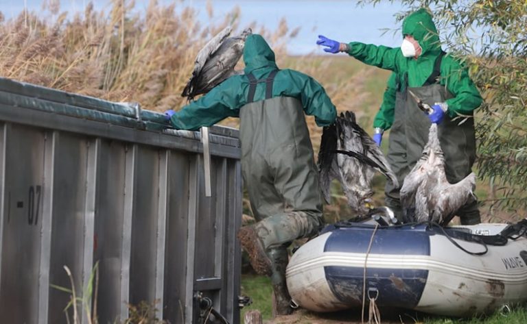 Niemcy walczą z ptasią grypą — czy jest się czego obawiać?