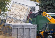 Ptasia grypa sieje spustoszenie w Niemczech — ponad 400 tys. ptaków wybitych, branża ostrzega przed skokiem cen jajek