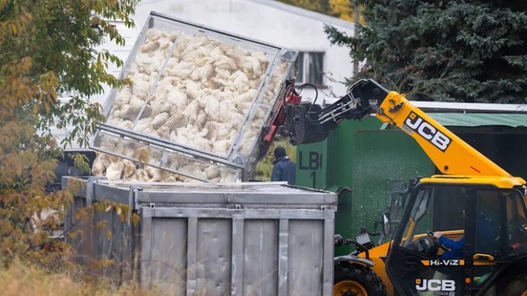Ptasia grypa sieje spustoszenie w Niemczech — ponad 400 tys. ptaków wybitych, branża ostrzega przed skokiem cen jajek