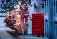 Dolna Saksonia: Rzeźnia musi zostać zamknięta ze względu na znęcanie się nad zwierzętami