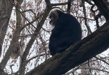 Lipsk: Skradziona z zoo małpa odnaleziona na drzewie!