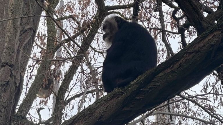 Lipsk: Skradziona z zoo małpa odnaleziona na drzewie!