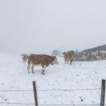 Śnieg w Górnej Bawarii