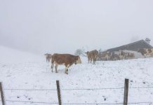 Opady śniegu w Górnej Bawarii – Ostrzeżenie meteorologiczne przed mrozem!