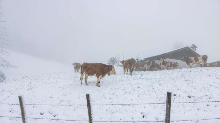 Opady śniegu w Górnej Bawarii – Ostrzeżenie meteorologiczne przed mrozem!