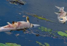 Polska niszczy glony silnie toksycznymi chemikaliami – w wodzie, która płynie do Niemiec