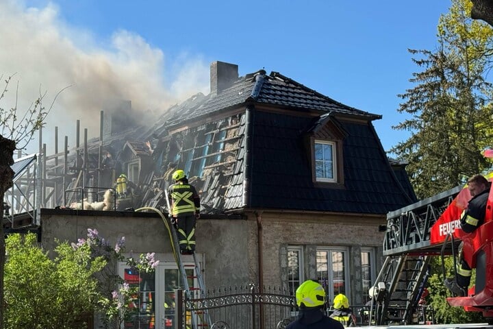 Niemcy: Prawie 70 szczeniąt i kociąt uratowanych z płonącego domu. Podejrzenie nielegalnej hodowli