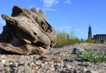 Jakie są skutki suszy w Niemczech?