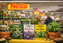 Niemcy: Nasiona konopi w dyskoncie. Od poniedziałku Netto wprowadza je do sprzedaży