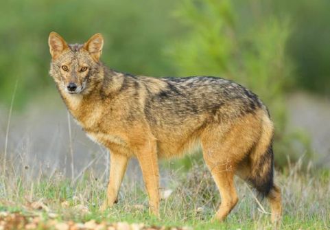 Złoty szakal zagryzł 93 owce na wyspie Sylt – możliwy odstrzał mimo ochrony gatunkowej