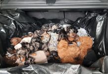 Niemcy: Zaskakujące odkrycie przy granicy – policja zatrzymała przemytnika szczeniąt