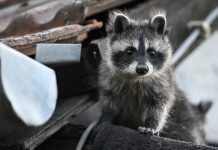 Kontrowersje wokół masowej sterylizacji szopów w Kassel