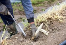 Niskie płace i pleśń w barakach: pracownicy sezonowi zbierający szparagi w Niemczech pracują w skandalicznych warunkach