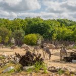 Tierpark Berlin-Friedrichsfelde