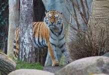 W Zoo w Lipsku uśpiono trzy nowo narodzone tygrysiątka. Peta składa zawiadomienie do prokuratury