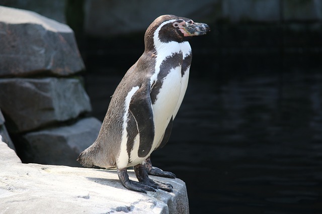 Tęczowe rodziny są również wśród zwierząt – homoseksualne pingwiny z berlińskiego zoo chcą wysiedzieć jajko!