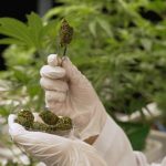 W Niemczech można studiować uprawę konopi