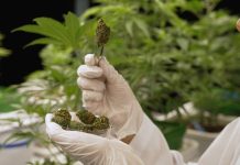 W Niemczech można studiować uprawę konopi! Trwa rekrutacja