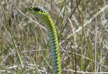 Ostrzeżenie przed jadowitymi wężami w okolicach Morza Północnego