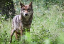 Niemcy: Rząd chce dopuścić odstrzał wilków. Minister rolnictwa zapowiada ekspresową zmianę prawa łowieckiego