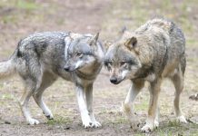 Niepokojące doniesienia z Niemiec: Zdziczałe wilki zarażone świerzbem podchodzą do ludzi