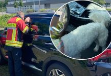 Właściciel zostawił psa w samochodzie i poszedł na basen! Straż pożarna wybiła szybę w pojeździe