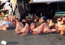 Wypadek na A27 w pobliżu Verden: Świńskie głowy zostały rozrzucone po autostradzie