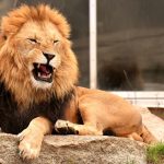 Z zoo w Luenebach uciekły niebezpieczne zwierzęta!