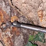 Zatrute drzewa w Berlinie