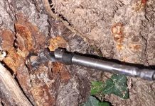 Około 40 drzew w Berlinie zostało przewierconych i wypełnionych toksyczną cieczą