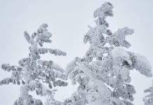 Niemcy: Czy czeka nas zima stulecia? Meteorolog uspokaja