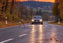 Eksperci w Niemczech ostrzegają: zmiana czasu zwiększa ryzyko zderzenia z dzikimi zwierzętami! Sarna przed samochodem na leśnej drodze — ilustracja AI